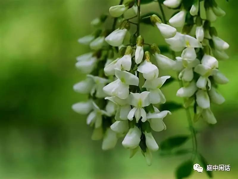 我心目中的玫瑰花,我心目中的花