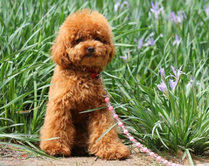 泰迪常见颜色,常见的泰迪颜色有哪些