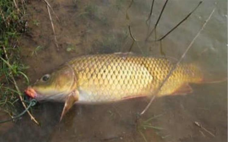 黑坑钓鲤鲫用什么饵比较合适,春季黑坑钓鲤用什么添加剂