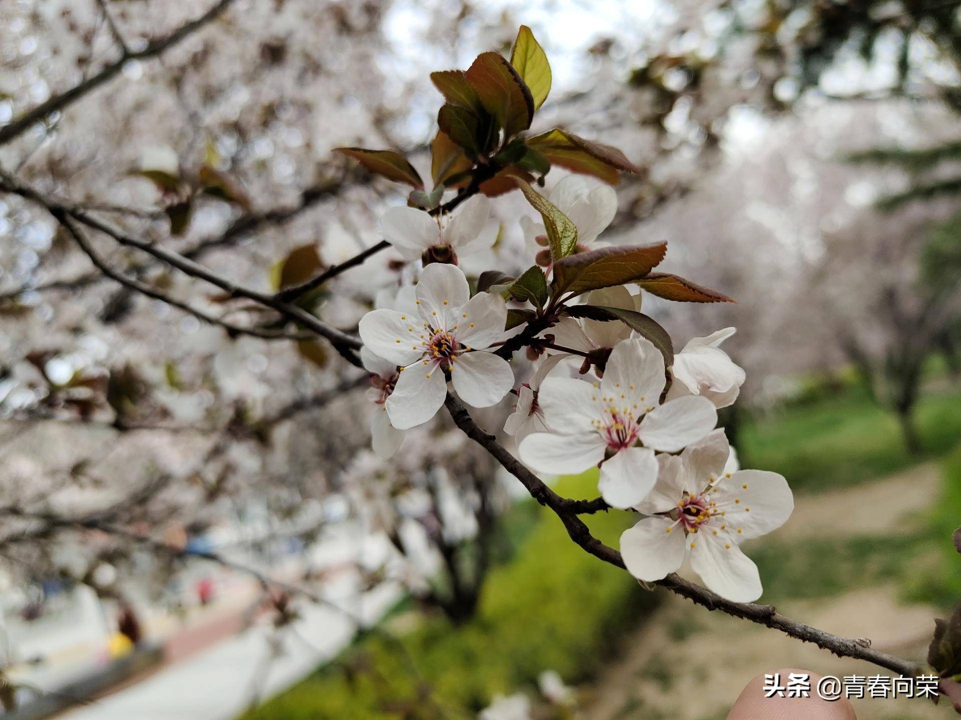 vivonex3s详细评测,性能升级之作vivonex3s上手体验