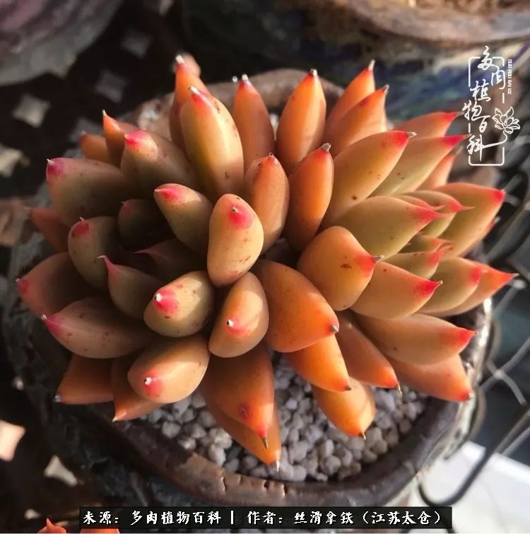 秋叶将落,秋叶即将落下你依然美丽