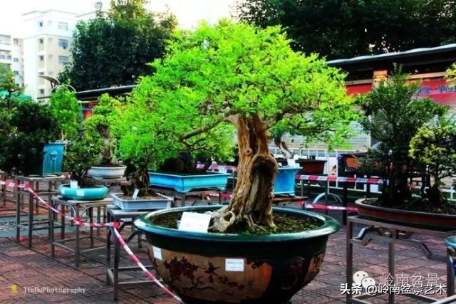 黄圃镇花店,花乡花卉绿植区