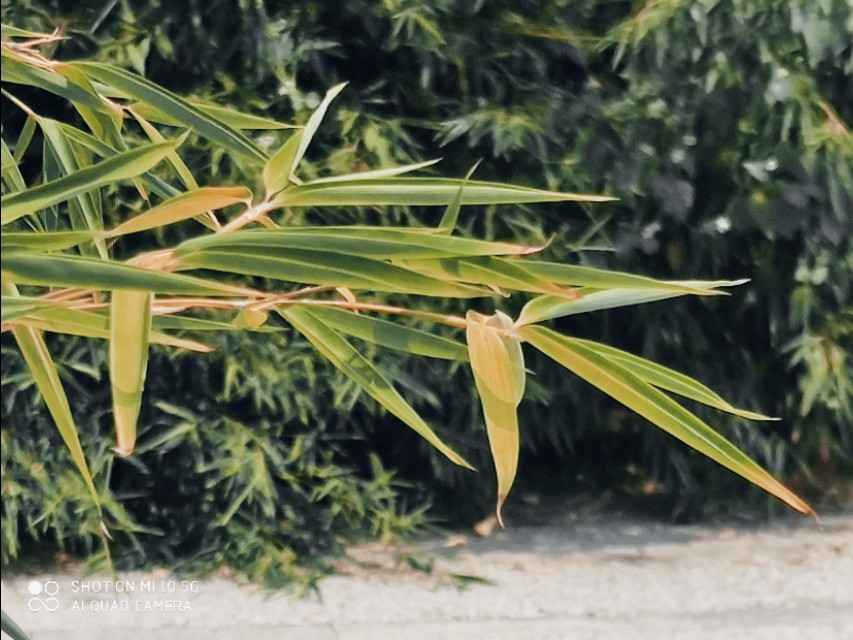 竹之礼赞作文300字,竹之礼赞