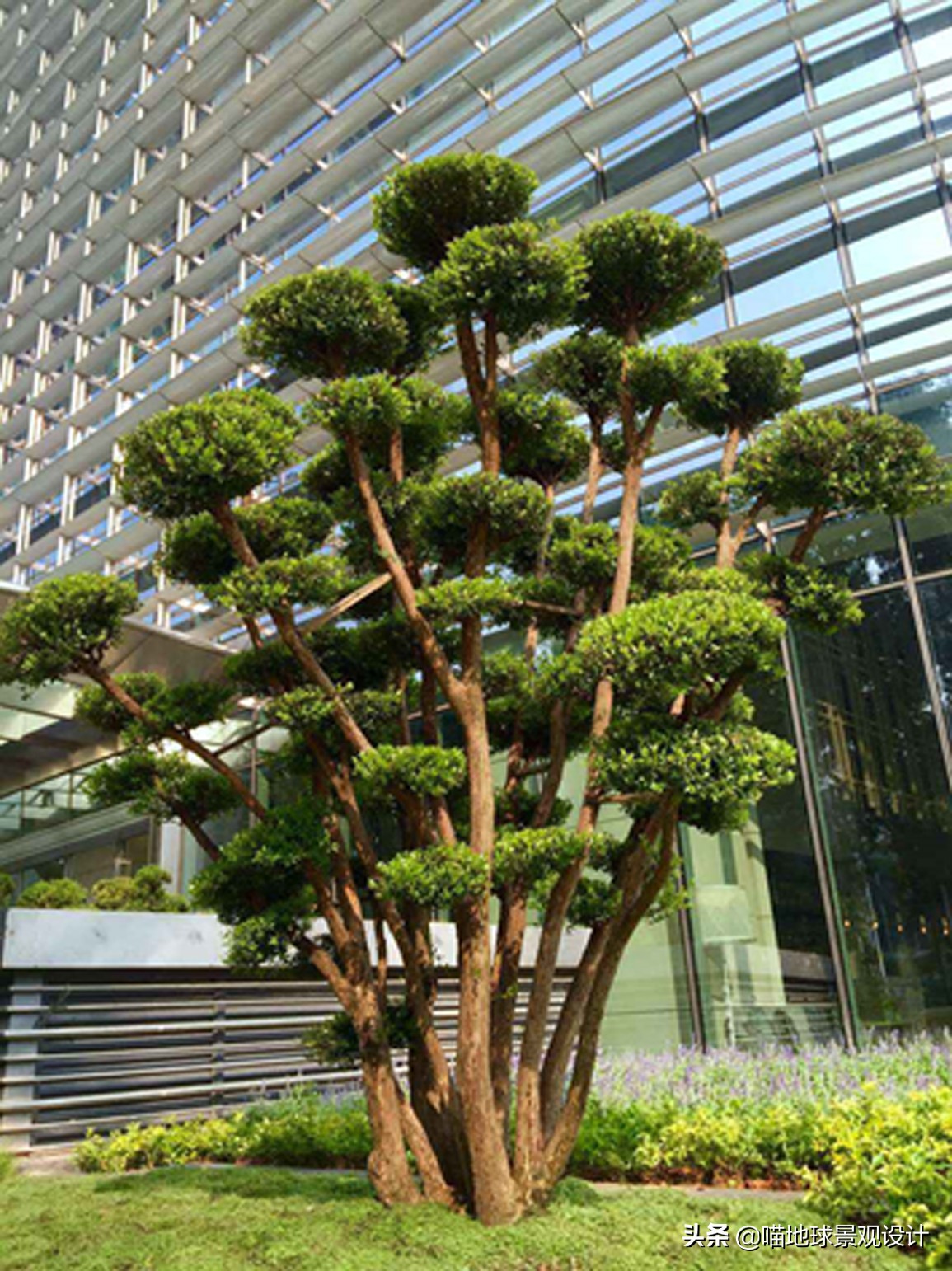 庭院景观设计品种齐全,别墅庭院主景树推荐