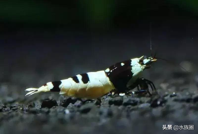 水晶虾怎么来的,水晶虾如何鉴赏