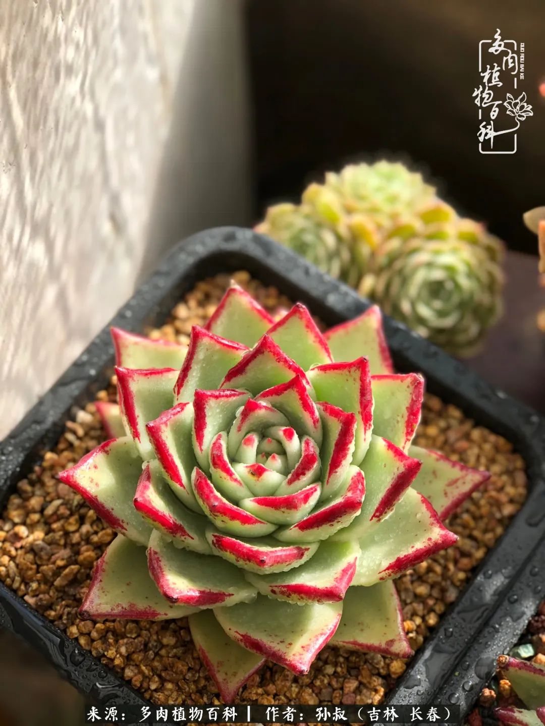 与多肉一起成长,与多肉相伴