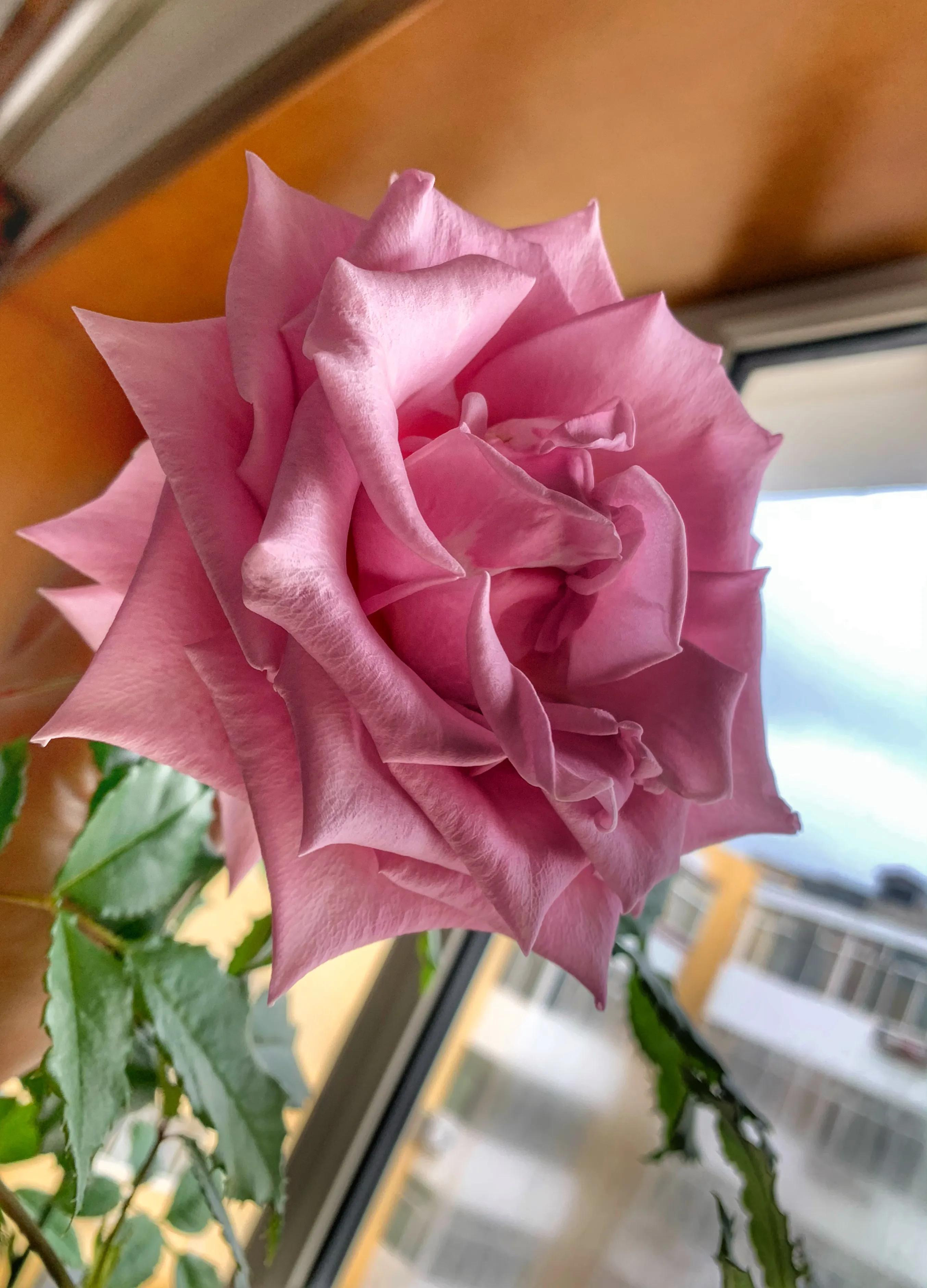 冬日里的鲜花依然盛开,冬日里盛开的第一朵鲜花