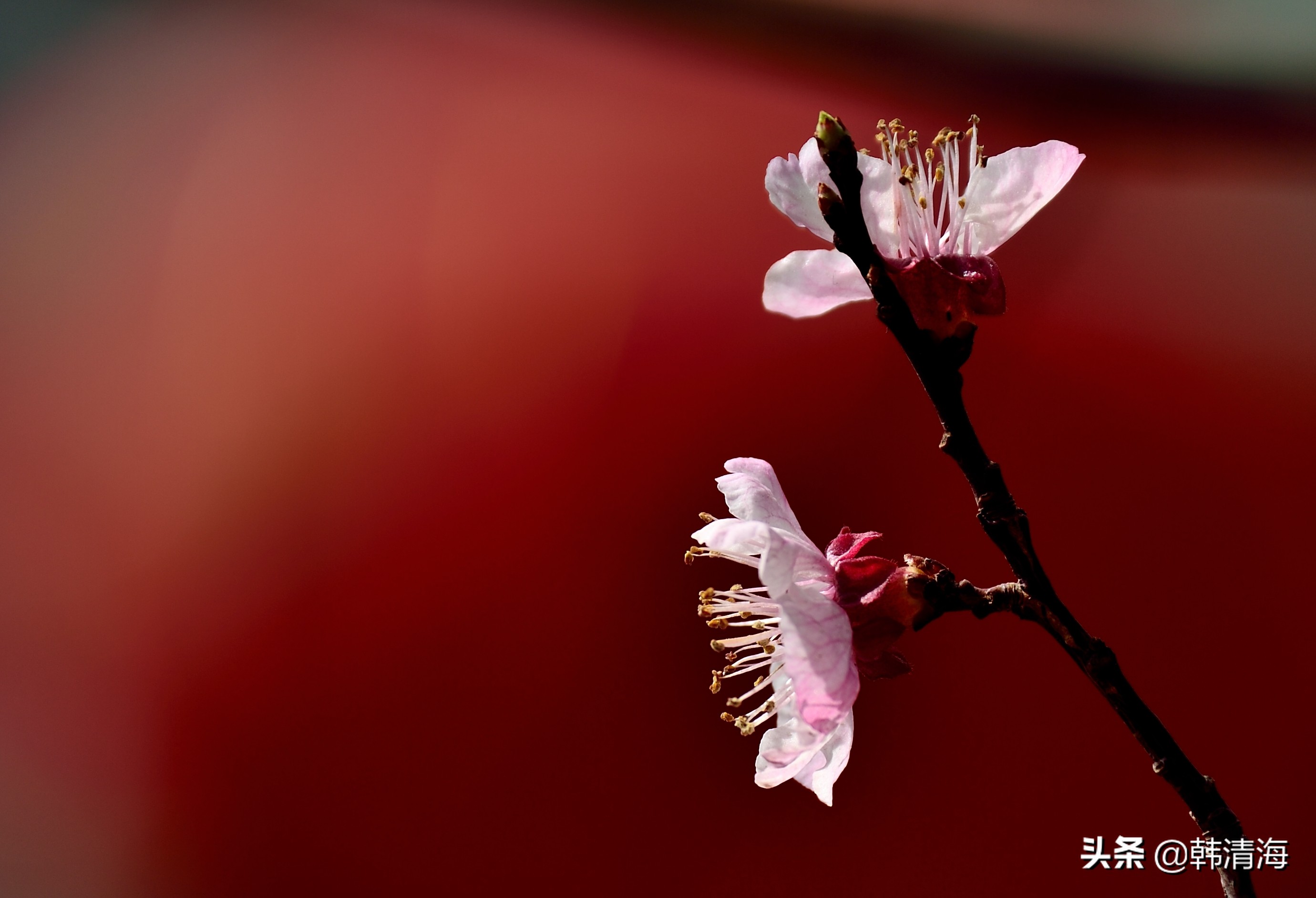 天津市南开区水畔花园新房,天津杏花什么时候开花