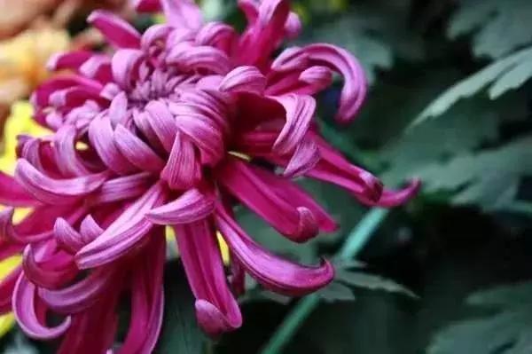 北京菊花花海,北京赏花好去处国际花港