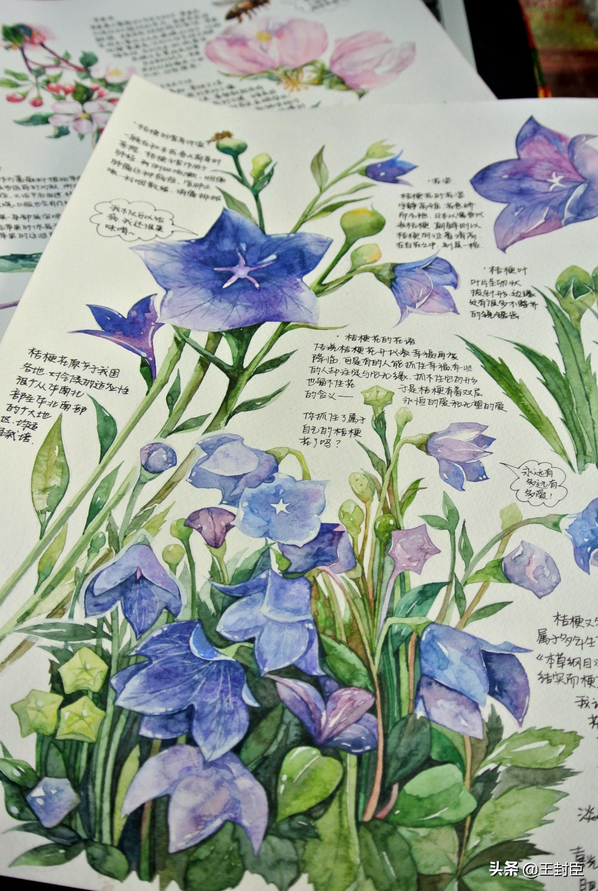 韩国发现桔梗中含抗新冠病毒成分,其实中国抗疫期间中医一直使用