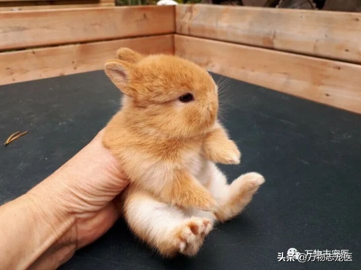 兔兔要死之前的征兆,兔兔突然死亡的原因