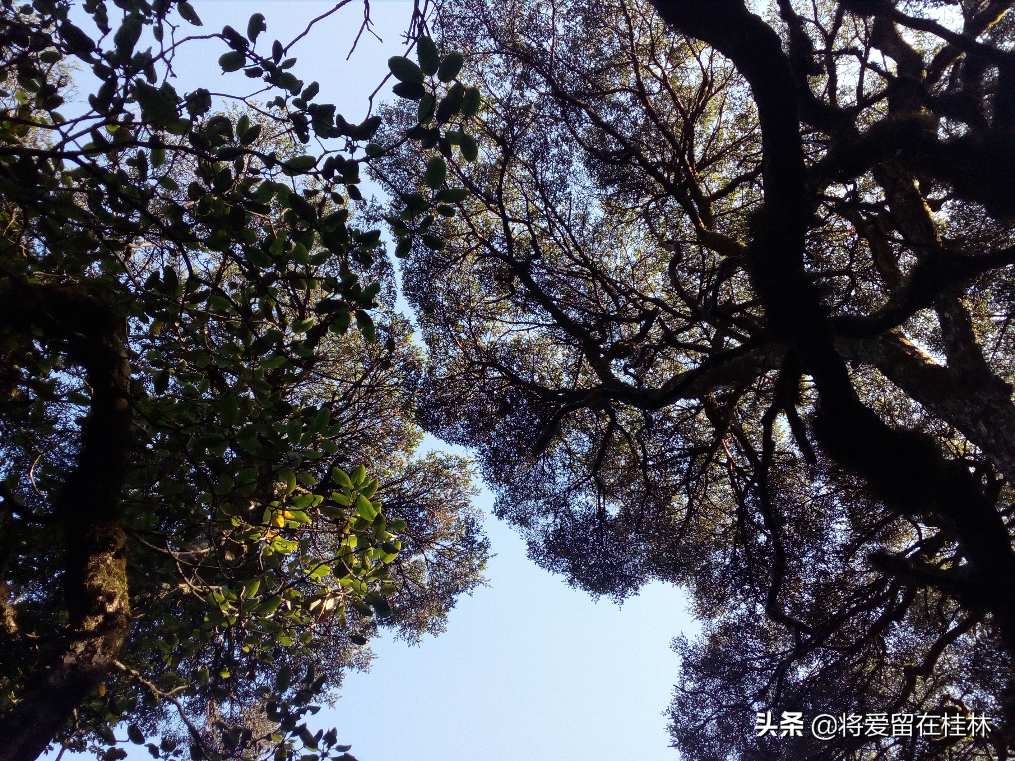 一路向北到桂林自驾游,一路向北柳州紫荆花