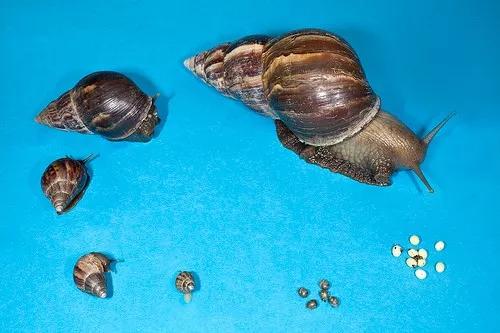 连中国吃货都解决不了的入侵生物，这种非洲巨型蜗牛如何入侵全球