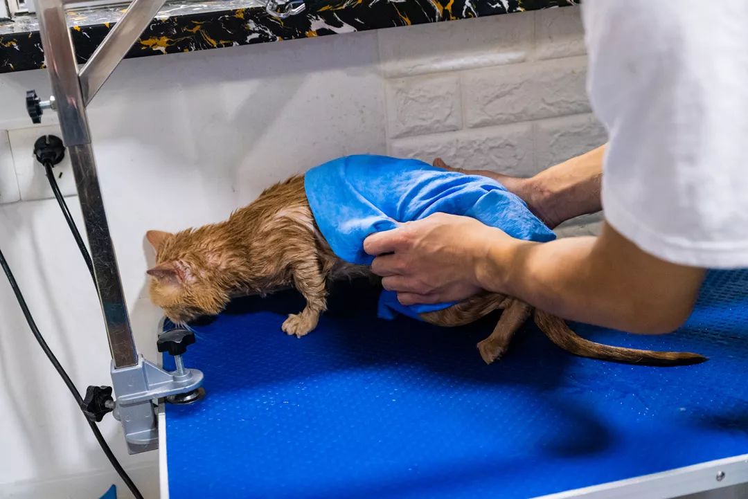 吹爆汕头这家「宠物精灵聚集地」美容、洗剪吹、零食,一应俱全…