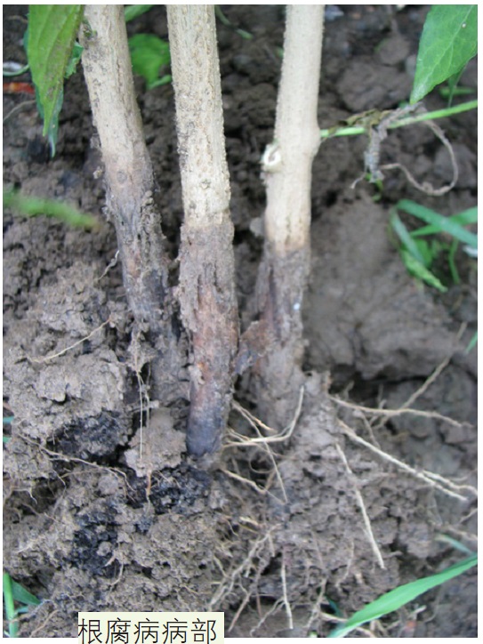 辣椒根腐病防治的最好菌剂,枯草芽孢杆菌治辣椒根腐病吗