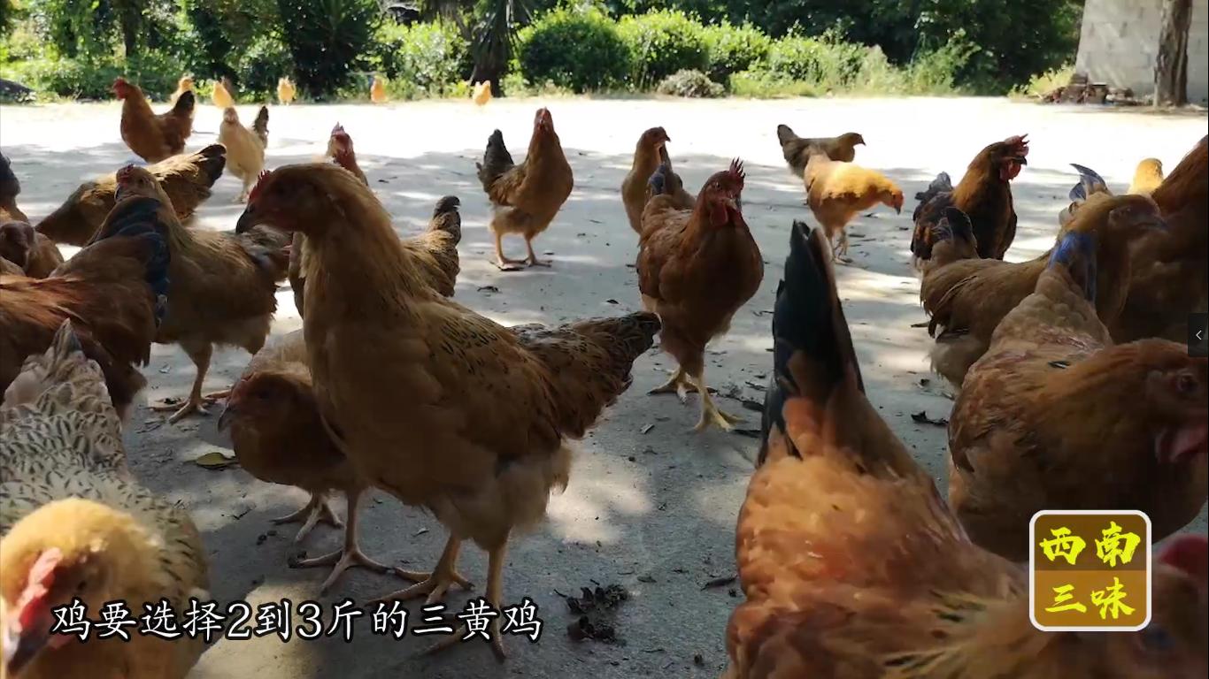 清蒸嫩滑鸡做法,开年饭