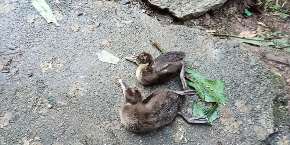 鸭瘫痪最快的恢复方法,鸭瘫痪是什么原因造成的