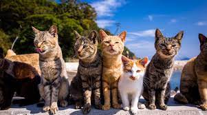 猫粮的秘密什么猫粮好而不贵,到底该怎么选择猫粮