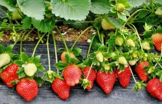 惠州龙光城戴斯酒店自助餐,大亚湾龙光城戴斯酒店团购