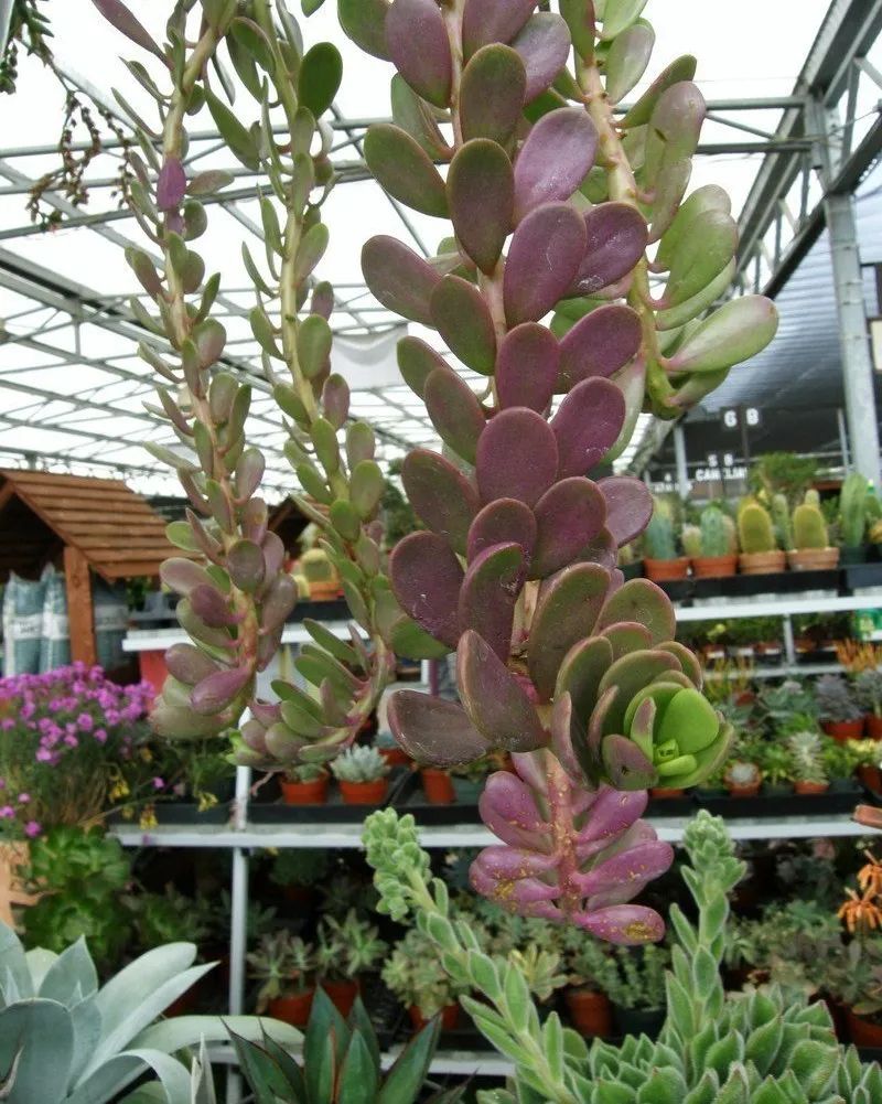 不需要晒太阳的小型多肉植物,多肉植物散射光