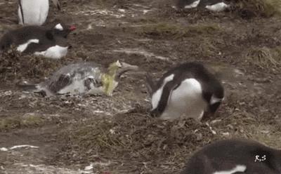 上厕所用什么姿势最好？