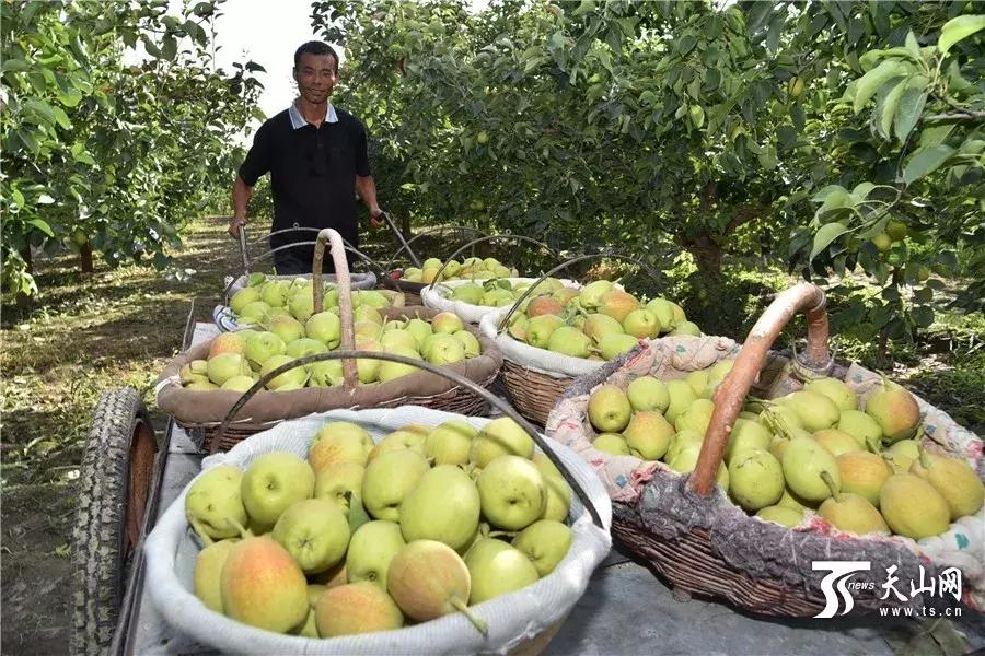 *疆新**瓜果地图?开吃