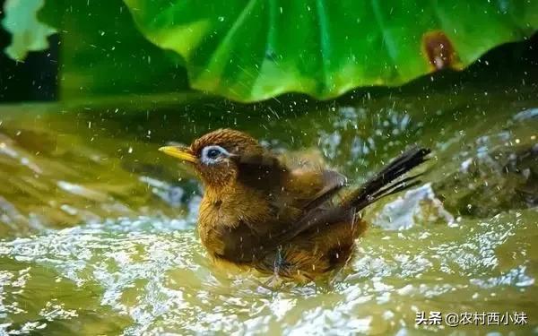 画眉鸟不肯乖乖“洗澡”怎么办？这3大因素，鸟友先要知晓