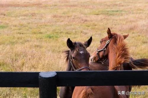 涔℃潙涔嬮┈鍥剧墖,涔℃潙瀹剁暅