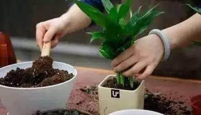 养花换的老土如何处理掉,养花用过的旧土怎么处理