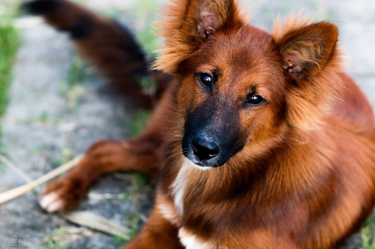 中华田园犬才是本地犬，具有宠物犬不具备的优点，凭啥叫我土狗？