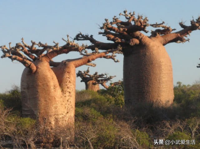 它是植物界的老寿星之一，人称之为“圣树”，结的果实广受欢迎