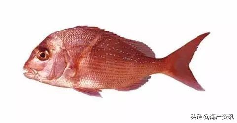 40种常见淡水鱼,45种常见海鱼名称