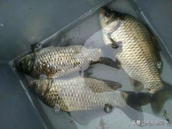 野钓为什么没有口,野钓为何没口而且顶漂