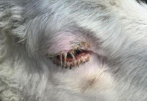 羊眼屎多是什么预兆,羊眼睛发红眼屎多怎么治