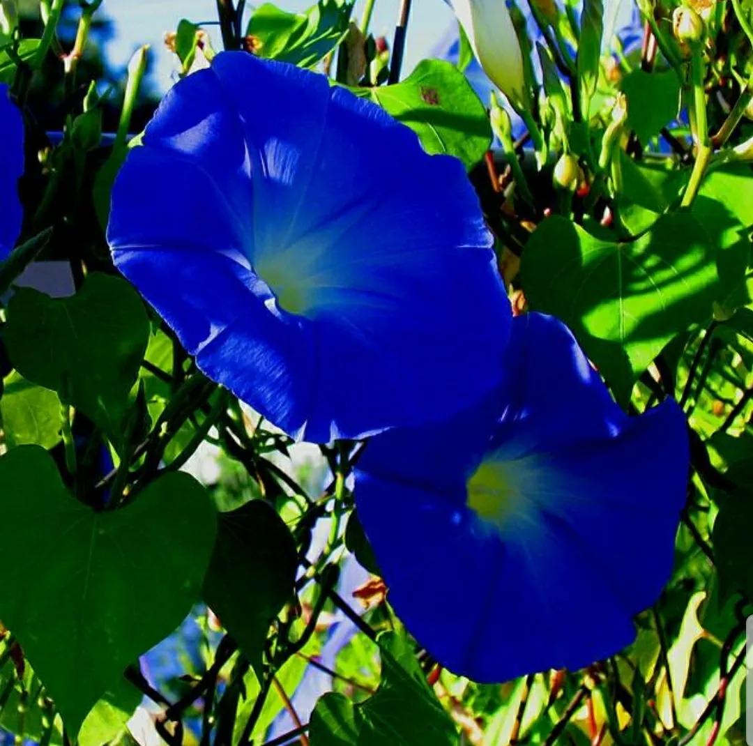 奇葩造型花:头上长草,心中有鬼,白月光。白天不开你非要晚上开