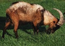 推荐我的家乡周至,推荐我的家乡陕西省