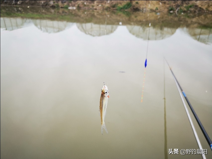 最好用的饵料配方大全,老钓手不愿分享的秘密饵料配方