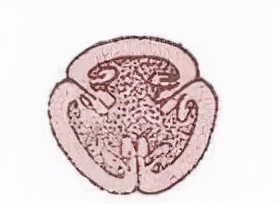 食品袋卡片,食品袋里的小卡片为什么能保鲜