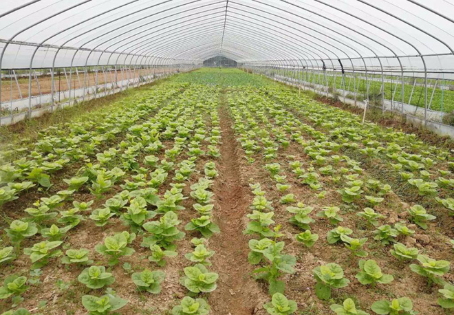 近期低温给农业带来的影响,农业如何应对气温低温