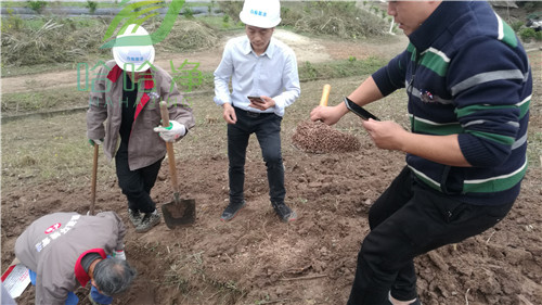 重庆公园白蚁防治小妙方,重庆灭白蚁的最好方法