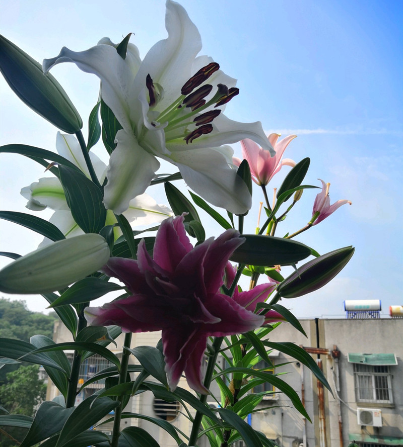 水养百合花苞快速开花,百合花苞期施什么肥