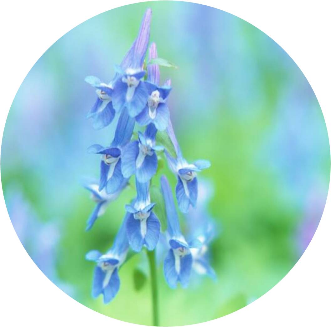 菊竹梅兰图欣赏,花中四君子的兰花图片