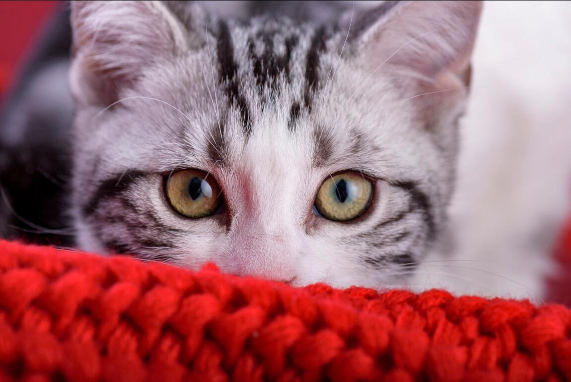 适合新手养的猫咪美短,美短虎斑猫优点和缺点