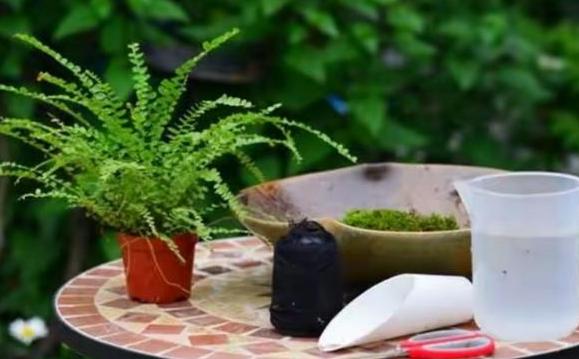 怎么养青苔盆景,苔玉盆景