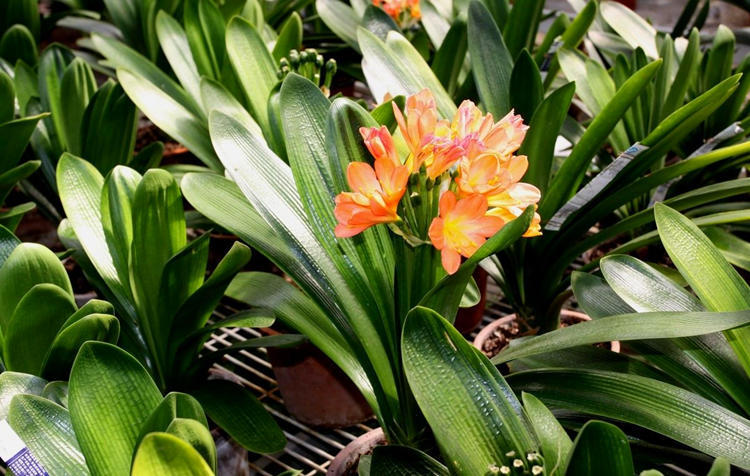 君子兰寓意,君子兰怎么辨别烂根