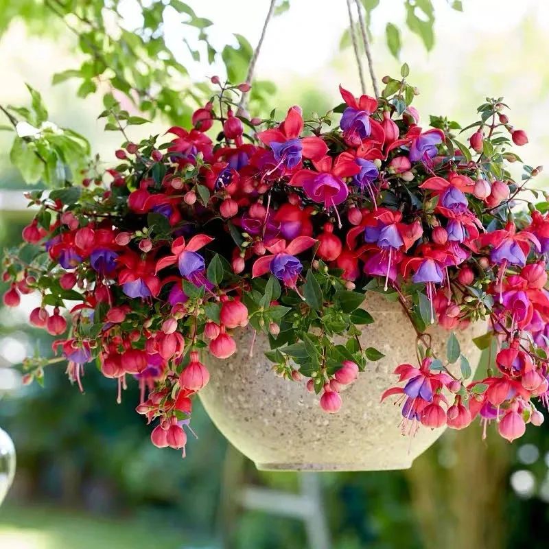 适合新手养的灯笼花,灯笼花用什么花盆栽最好