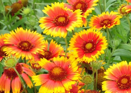 菊花花卉欣赏,菊花类的花好养