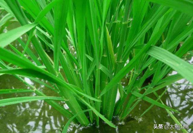 水稻分蘖多少株能高产,水稻苗期怎么管理分蘖多