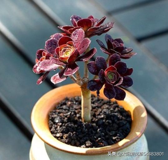 法师多肉休眠期怎么养,怎么判断多肉法师休眠