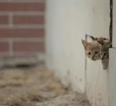 晚会喵、监考喵、楼长喵，被大学生宠爱也太幸福了吧